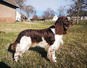 english springer spaniel